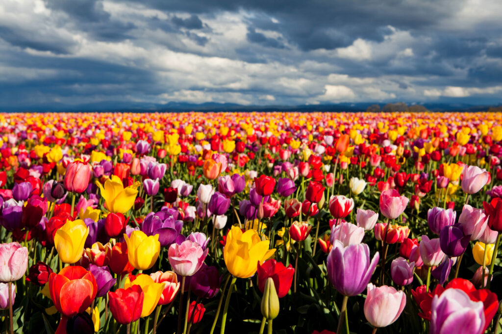 A field of brightly coloured tulips